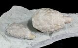 D Cystoid (Holocystites) Fossil - Indiana #25133-2